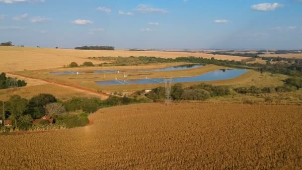 Вид Кукурузной Плантации Бразилии Воздуха — стоковое видео