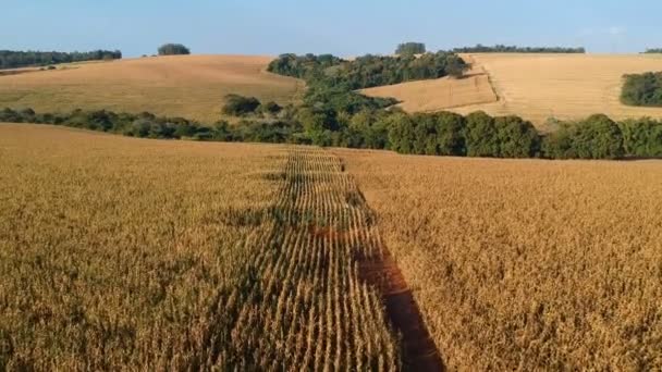 Aerial View Drone Corn Plantation Brazil — Stock Video