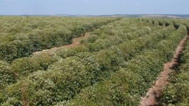 Brezilya 'da beyaz renkli çiçeklerle çiçek açan kahve ağacının havadan görünüşü