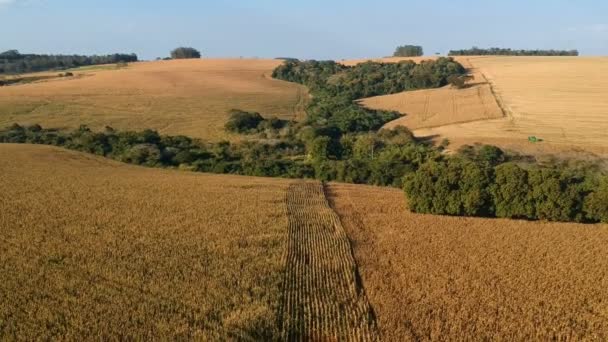 Vue aérienne d'un drone d'une plantation de maïs au Brésil