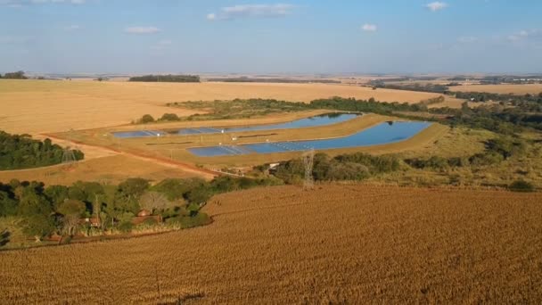 Vue aérienne d'un drone d'une plantation de maïs au Brésil