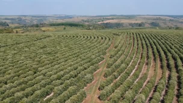 Luftaufnahme Der Kaffeebaumblüte Mit Weißen Farbblumen Brasilien — Stockvideo