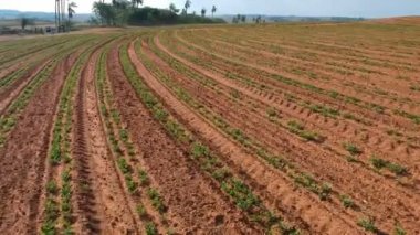 Brezilya 'daki küçük yerfıstığı bitkisinin havadan görünüşü