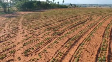 Brezilya 'daki küçük yerfıstığı bitkisinin havadan görünüşü