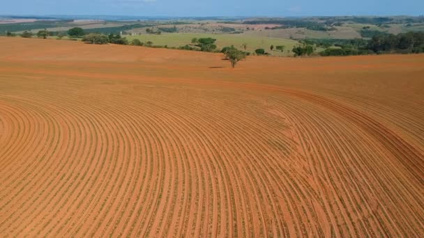 Luchtfoto Van Kleine Pindaplant Het Veld Brazilië — Stockvideo