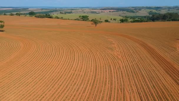 Vue Aérienne Une Petite Plante Arachide Dans Champ Brésil — Video