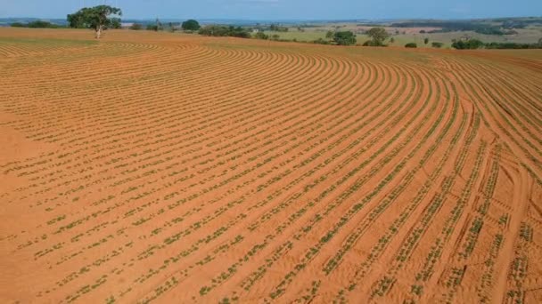 Vista Aérea Pequena Planta Amendoim Campo Brasil — Vídeo de Stock