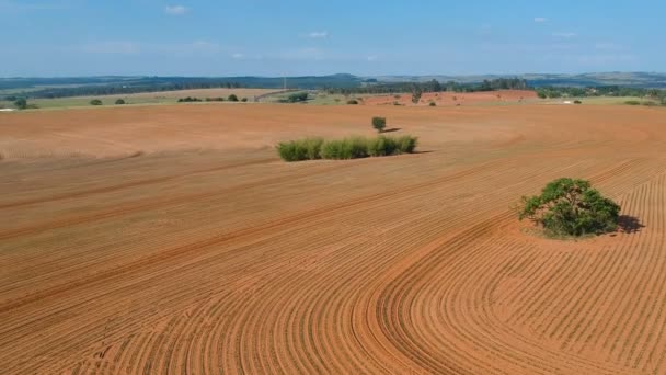 Vue Aérienne Une Petite Plante Arachide Dans Champ Brésil — Video