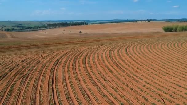 Vista Aérea Pequena Planta Amendoim Campo Brasil — Vídeo de Stock