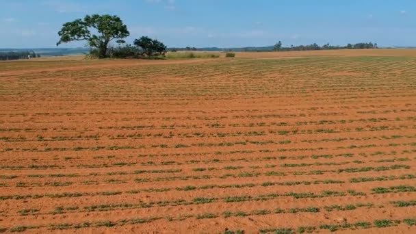 Flygfoto Över Liten Jordnötsväxt Fält Brasilien — Stockvideo