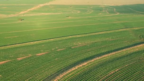 Vista Aérea Pequena Planta Amendoim Campo Brasil — Vídeo de Stock