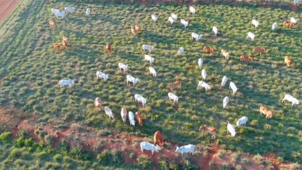 브라질의 목장에서 식하는 소들을 공중에서 — 비디오