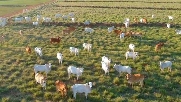 Vista Aérea Gado Nelore Pastagem Brasil — Vídeo de Stock