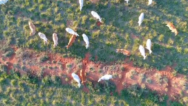 브라질의 목장에서 식하는 소들을 공중에서 — 비디오