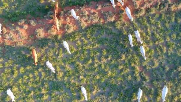 Letecký Pohled Dobytek Nelore Pastvinách Brazílii — Stock video