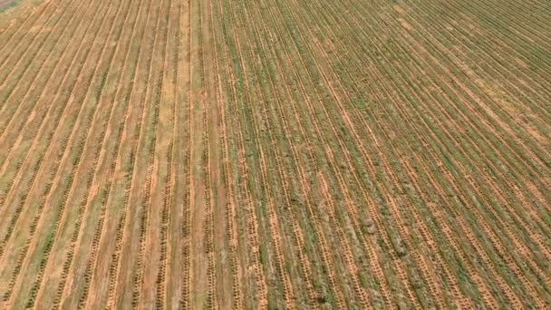 在滴灌系统中灌溉咖啡幼苗的空中视图 — 图库视频影像