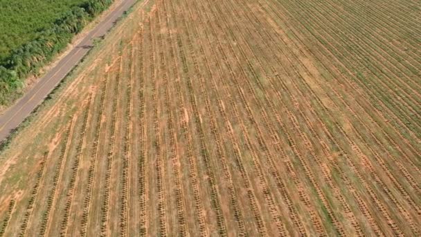 Vista Aérea Das Mudas Café Irrigadas Sistema Gotejamento — Vídeo de Stock