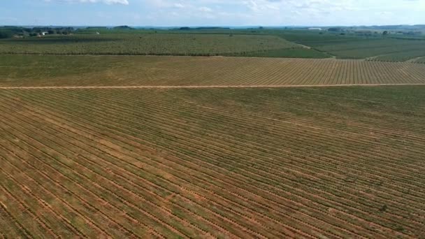 Luchtfoto Van Koffiezaailingen Die Het Druppelsysteem Worden Geïrrigeerd — Stockvideo