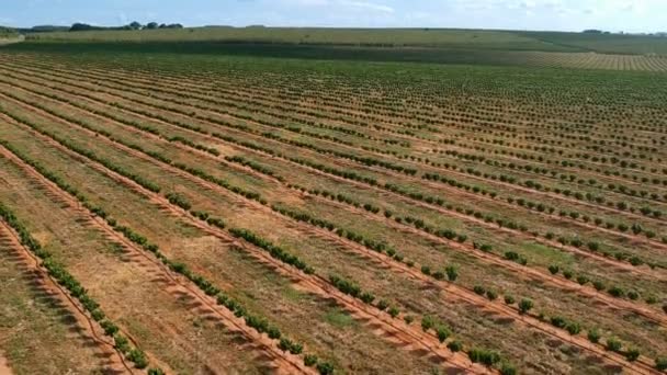 Vista Aérea Plántulas Café Siendo Irrigadas Sistema Goteo — Vídeo de stock