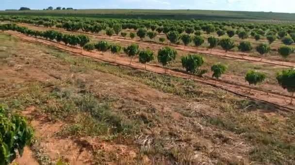 Vista Aérea Plántulas Café Siendo Irrigadas Sistema Goteo — Vídeos de Stock