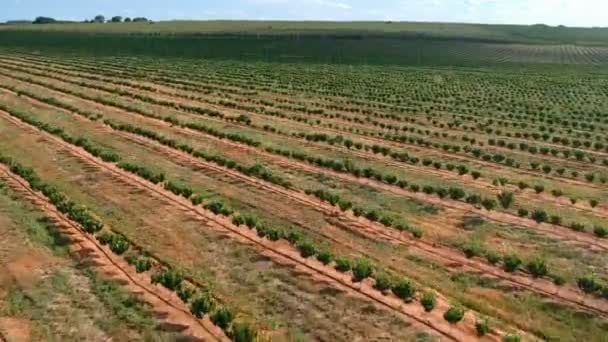 Luftaufnahme Von Kaffeesämlingen Die Tropfsystem Bewässert Werden — Stockvideo