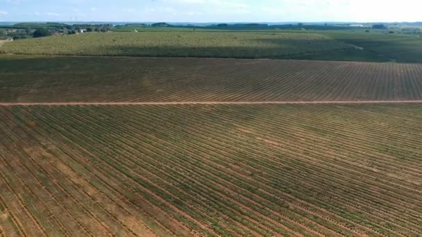 Luchtfoto Van Koffiezaailingen Die Het Druppelsysteem Worden Geïrrigeerd — Stockvideo