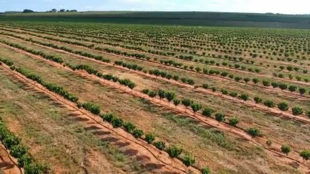 Luchtfoto Van Koffiezaailingen Die Het Druppelsysteem Worden Geïrrigeerd — Stockvideo