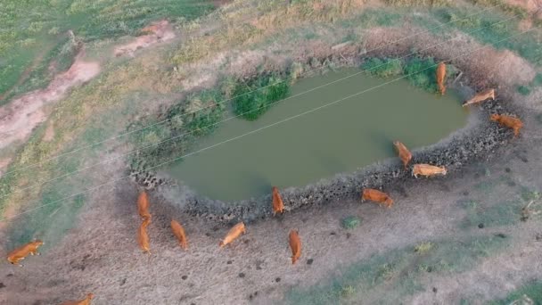 Vista Aérea Del Ganado Marrón Jersey Drinkin Weir Brasil — Vídeos de Stock