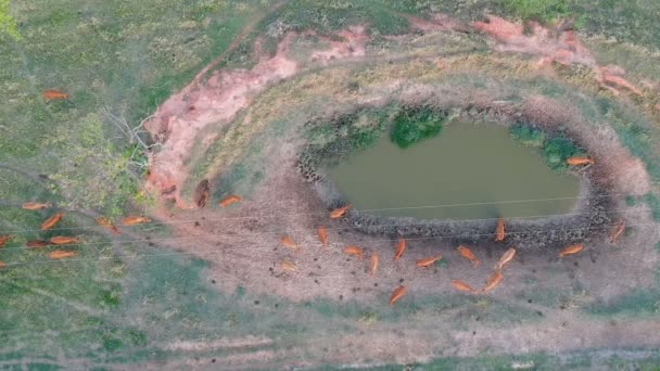 Aerial View Brown Cattle Jersey Drinkin Weir Brazil — Stock Video