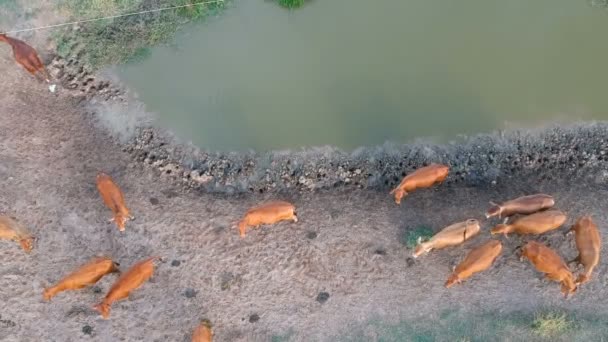 Aerial View Brown Cattle Jersey Drinkin Weir Brazil — Stock Video