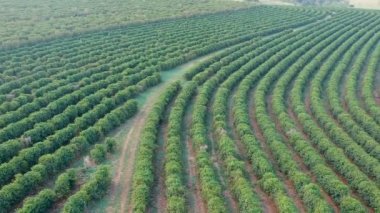 Brezilya 'daki yeşil kahve tarlasının havadan görünüşü