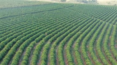 Brezilya 'daki yeşil kahve tarlasının havadan görünüşü