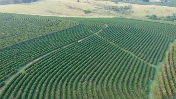 Vista Aérea Del Campo Café Verde Brasil — Vídeo de stock