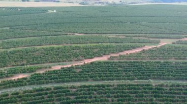 Brezilya 'daki yeşil kahve tarlasının havadan görünüşü
