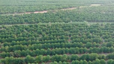 Brezilya 'daki yeşil kahve tarlasının havadan görünüşü