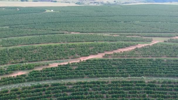 vue aérienne du champ de café vert au Brésil