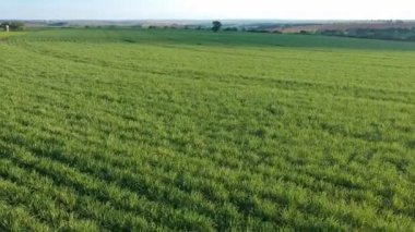 Brezilya, Sao Paulo eyaletinde yeşil şeker kamışı tarlası