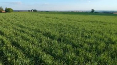Brezilya, Sao Paulo eyaletinde yeşil şeker kamışı tarlası