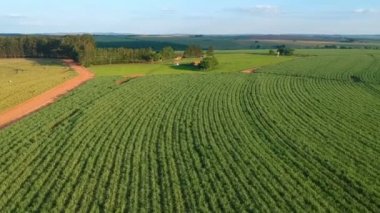 Brezilya, Sao Paulo eyaletinde yeşil şeker kamışı tarlası