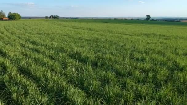 Champ de canne à sucre vert sur l'état de Sao Paulo, Brésil