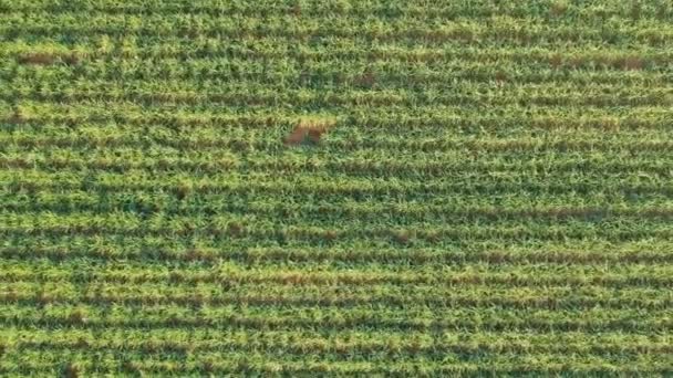 Green Sugar Cane Field Sao Paulo State Brazil — Stock Video