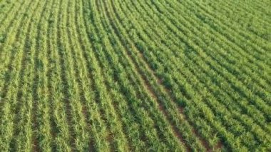 Brezilya, Sao Paulo eyaletinde yeşil şeker kamışı tarlası