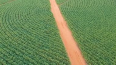 Brezilya, Sao Paulo eyaletinde yeşil şeker kamışı tarlası