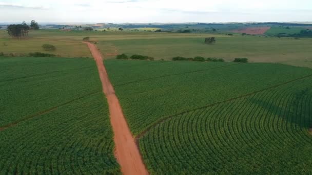 Πράσινο Τομέα Ζαχαροκάλαμου Στο Σάο Πάολο Κατάσταση Βραζιλία — Αρχείο Βίντεο