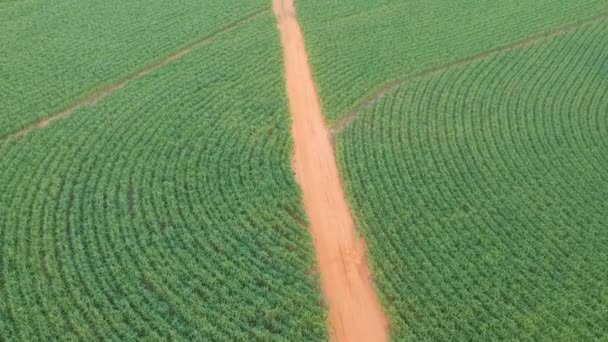 Grönt Sockerrörsfält Delstaten Sao Paulo Brasilien — Stockvideo