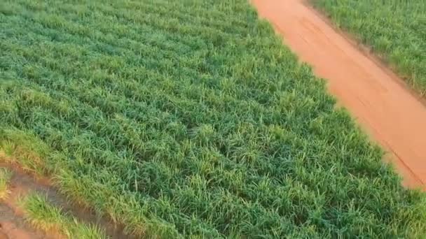 Champ de canne à sucre vert sur l'état de Sao Paulo, Brésil