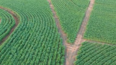 Brezilya, Sao Paulo eyaletinde yeşil şeker kamışı tarlası