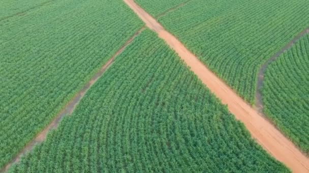 Campo Caña Azúcar Verde Sao Paulo Brasil — Vídeos de Stock