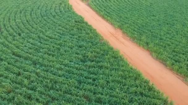 巴西圣保罗州的绿色甘蔗田 — 图库视频影像