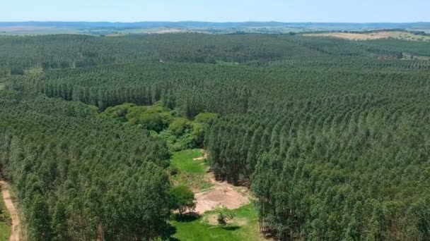 Vista Aérea Drone Uma Floresta Eucalipto Plantada Brasil — Vídeo de Stock